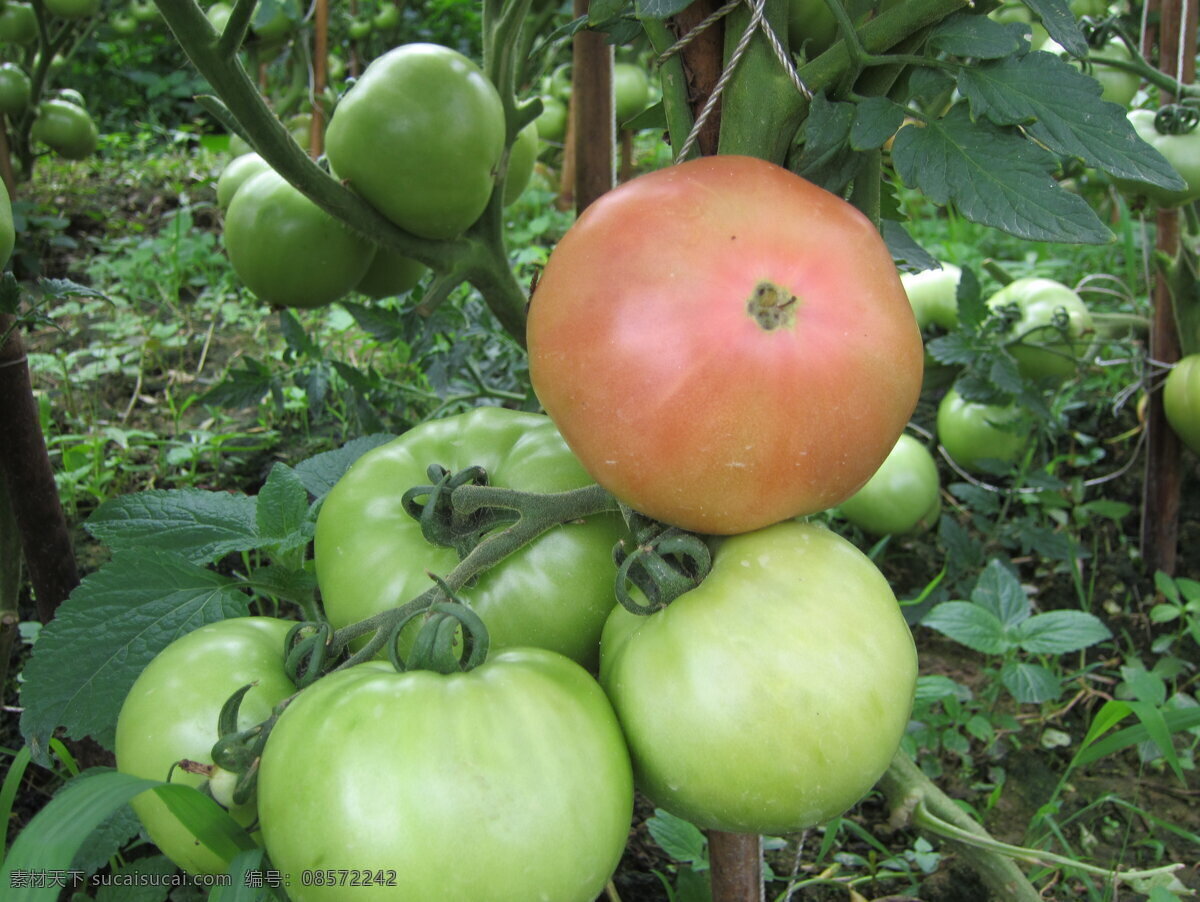 西红柿 果实 红色 绿色 生物世界 蔬菜 风景 生活 旅游餐饮