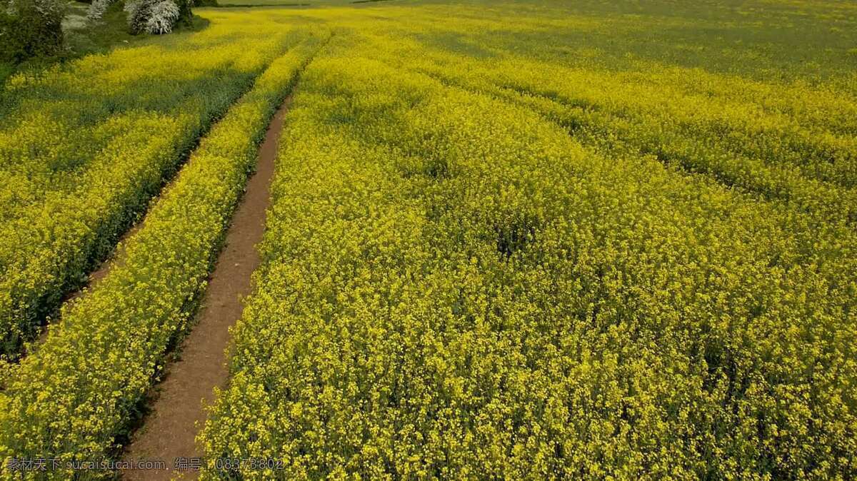 飞越黄色田野 景观 自然 领域 黄色的 散步的人 夏天 无人机 飞越 强奸 油菜 金色的 农场 农事 农业