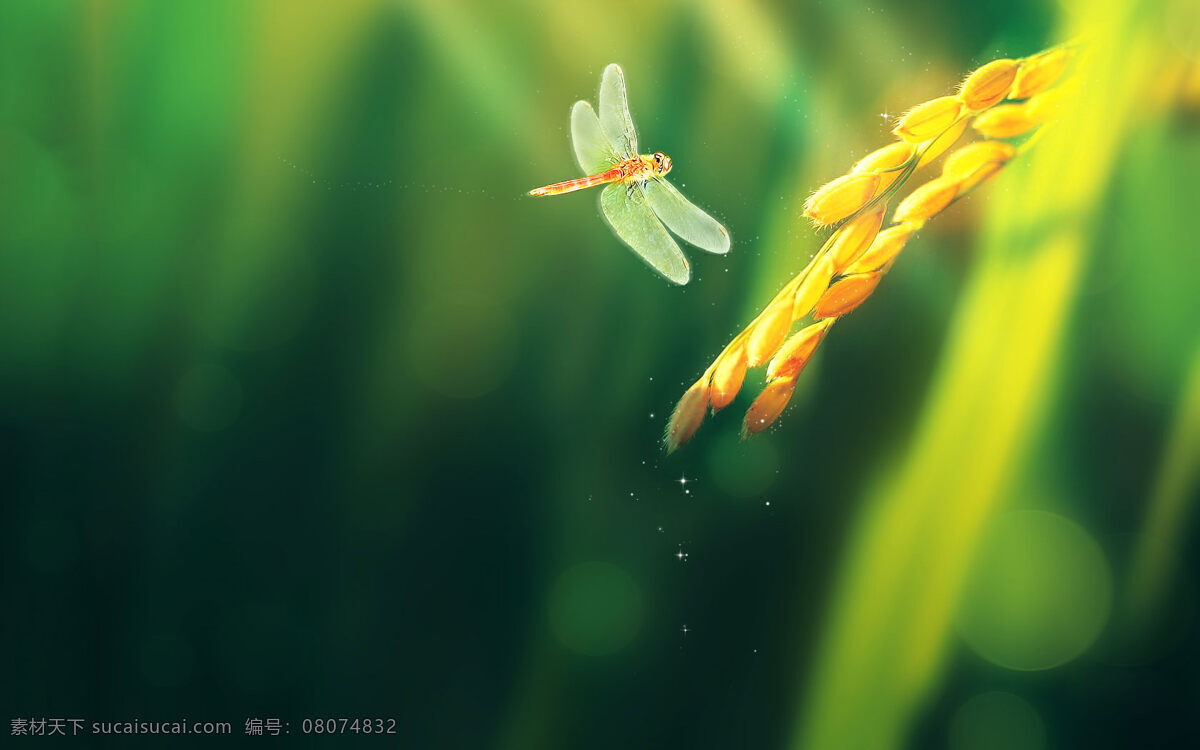 蜻蜓 背景 壁纸 电脑背景 昆虫 绿叶 麦穗 生物世界