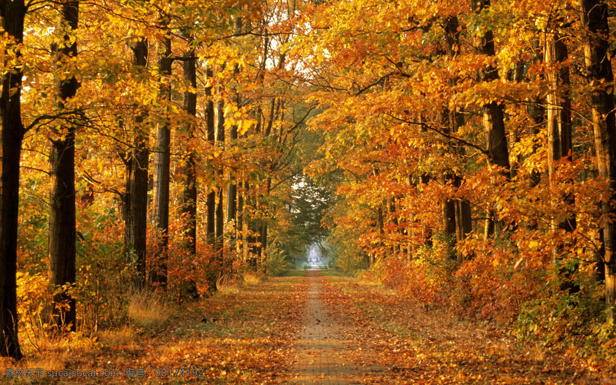 林间大道 路 森林的路 林间小道 落叶 黄叶 黄昏 枫叶 秋天的树 金色的秋天 金色的树 秋天 深秋 树 自然风景 旅游摄影