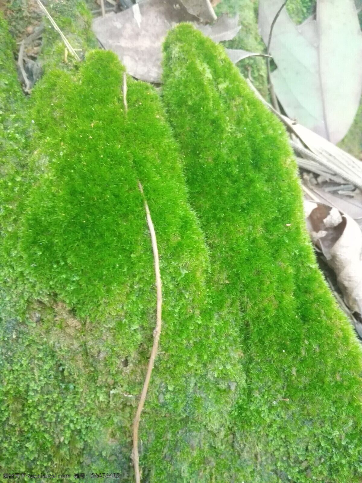 青苔 苔藓 植物 植被 绿色 小植物 贴图 背景 纹理 自然景观