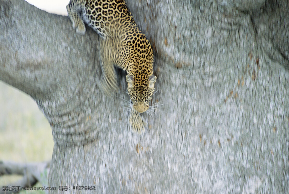 非洲 野生动物 豹 非洲野生动物 动物世界 动物 jpg图片 生物世界 摄影图片 脯乳动物 豹子 金钱豹 猎豹 陆地动物 灰色