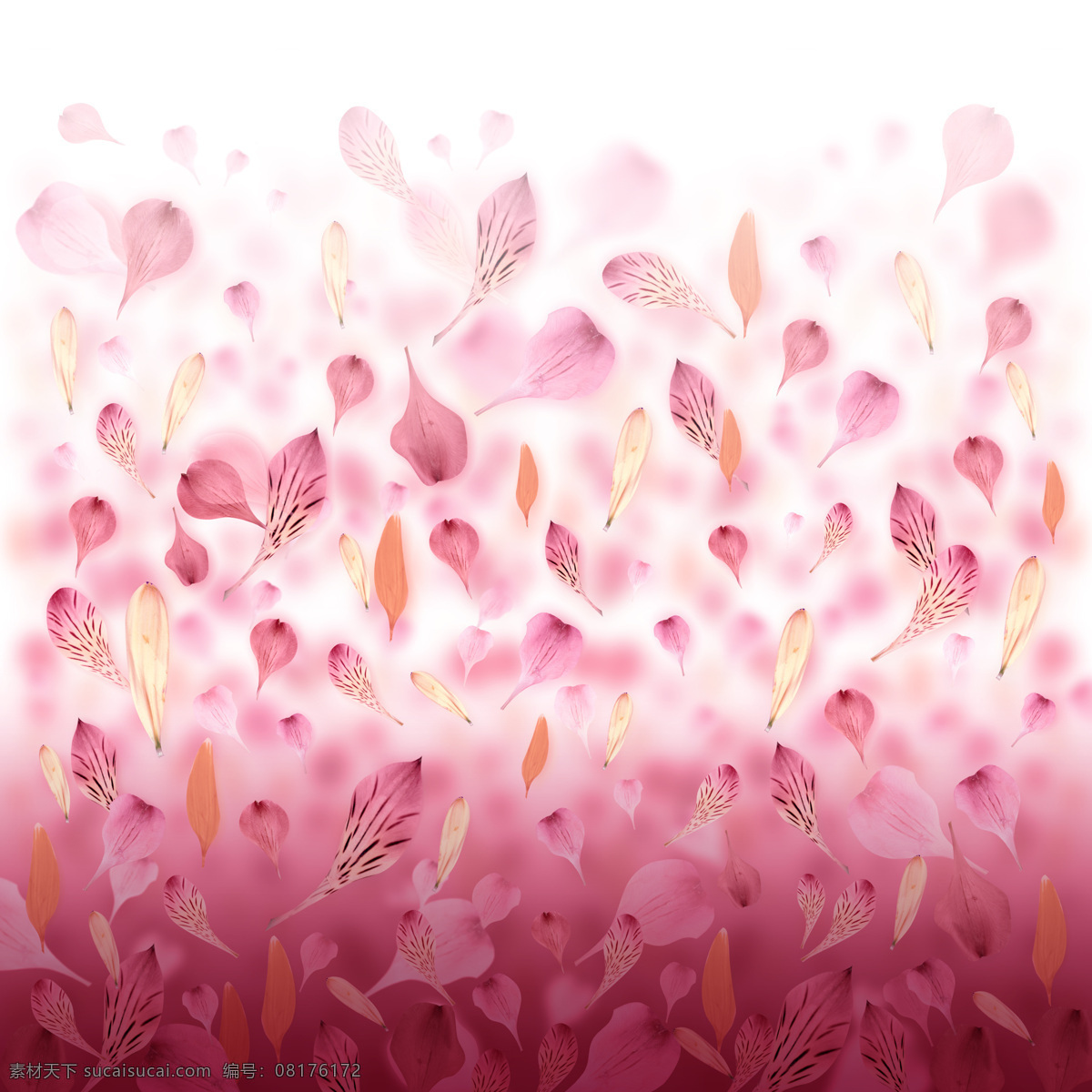 花瓣背景 花瓣 特写 特写花瓣 粉色 红色 高清粉色 花 花卉 花朵 迷人粉色 高清 背景 花卉花草 底纹边框 背景底纹