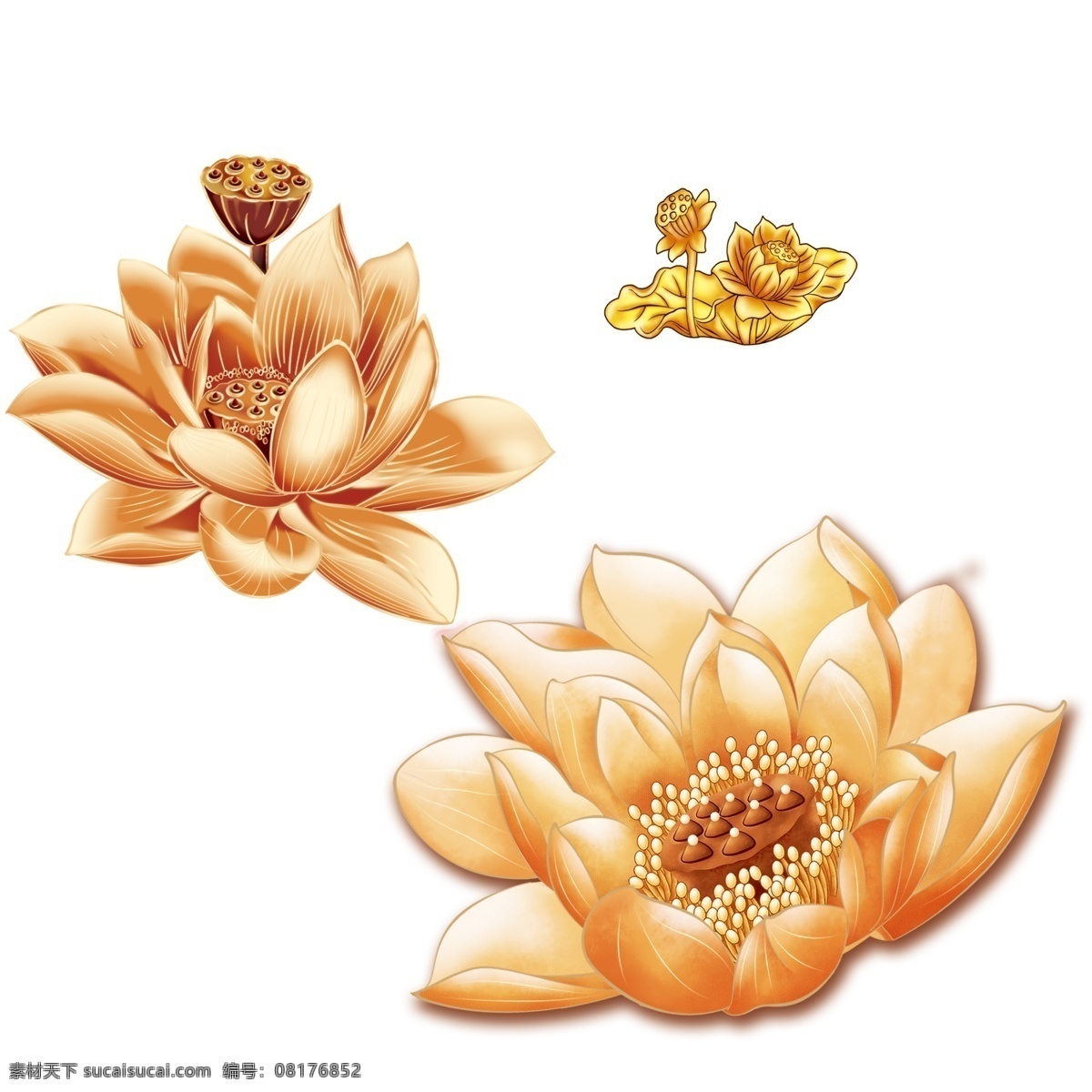 荷花 分层 图 苫 植 阃 妓 夭 南 略