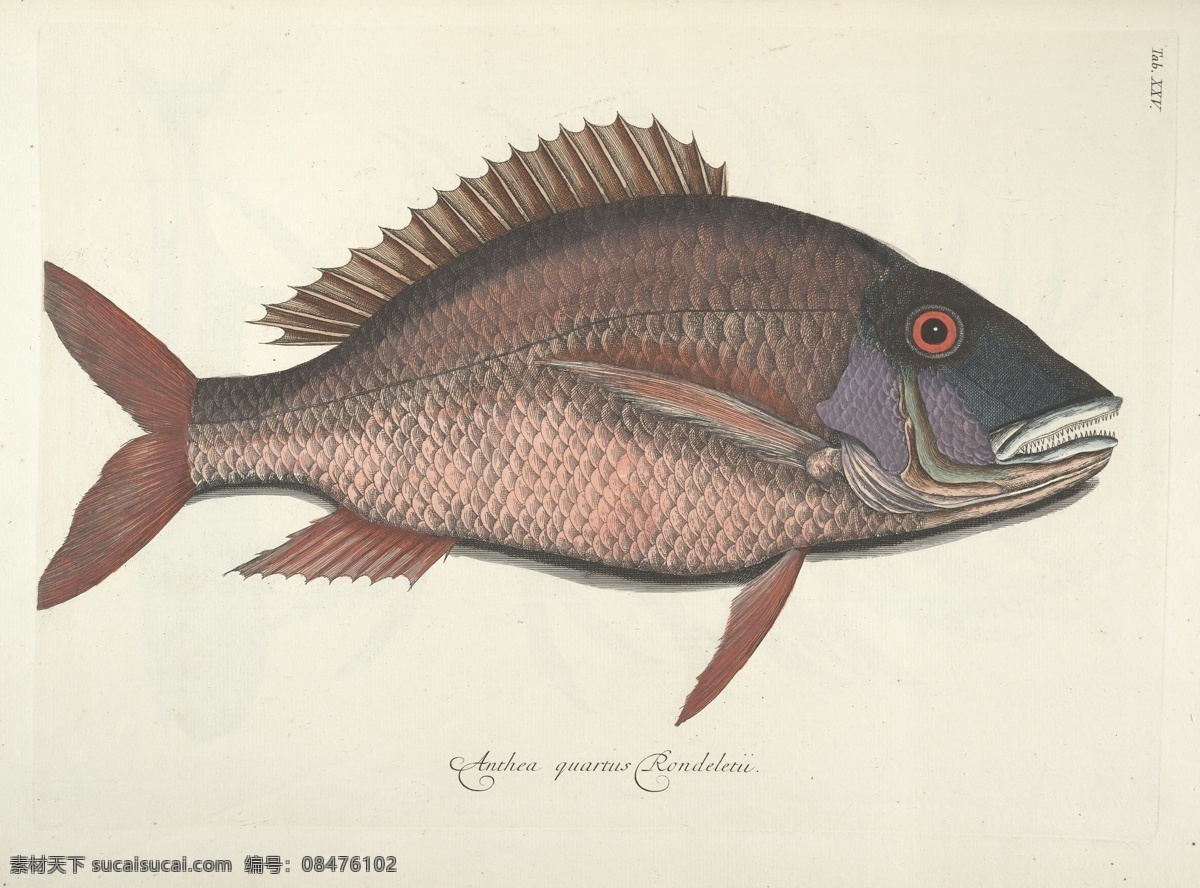 鱼类手绘插画 手绘鱼 鱼 鱼类 装饰画 花鸟画 插画 生物 手绘鱼类 鱼类插画 插图 生物世界