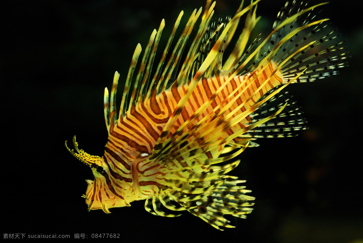 花斑鮋 海洋生物 绚丽斑斓 观赏鱼 热带鱼 水族馆 蝴蝶鱼 流泪的鱼 狮子鱼 翅膀 通透 动植物小品 生物世界