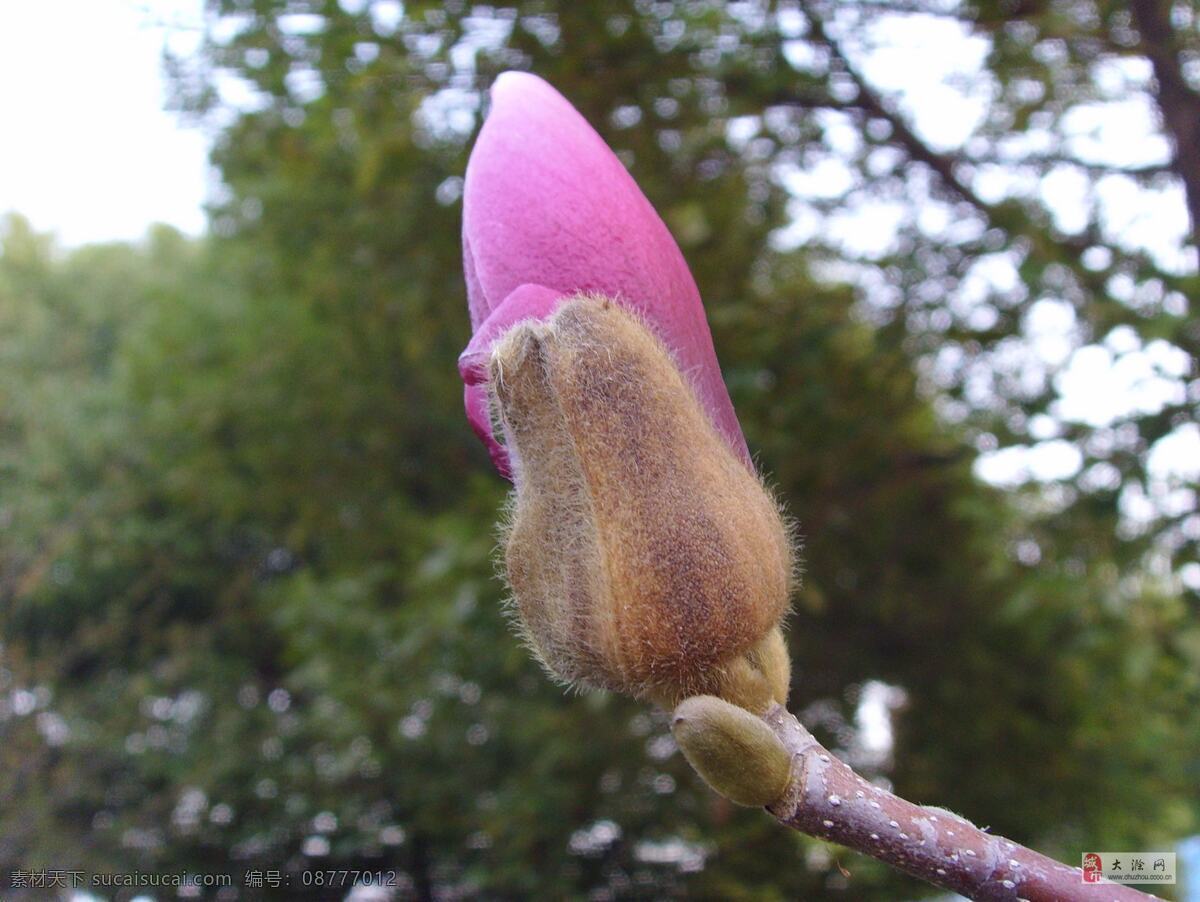 玉兰花 春天 粉色 花苞 花草 生物世界 树木 psd源文件