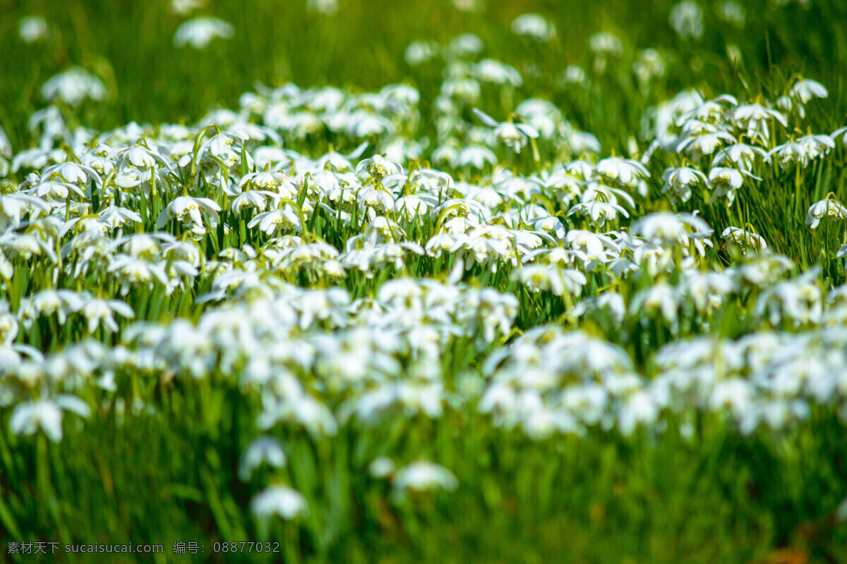 高清 盛开 白色 小花 白色小花图片 鲜花 花朵