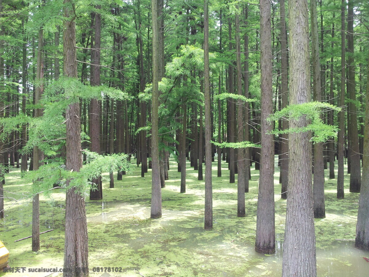 水中杉树 清水湖 水杉 湖 杉树 水中的树 树木树叶 生物世界