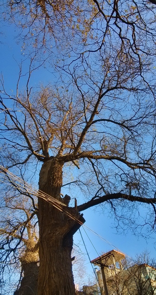 唐代古槐树 自然风景 风景壁纸 风景图片 国内旅游 风景区 大树 树枝树干 蓝天 自然景观
