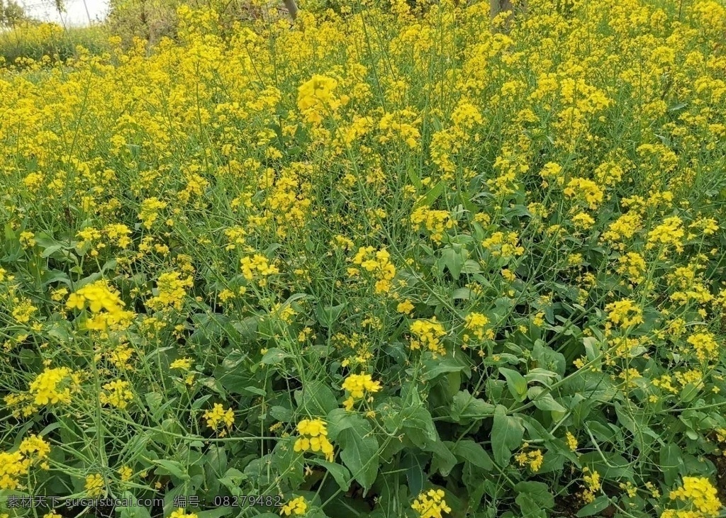 花 美景 油菜花开 植物 自然景观 自然风景