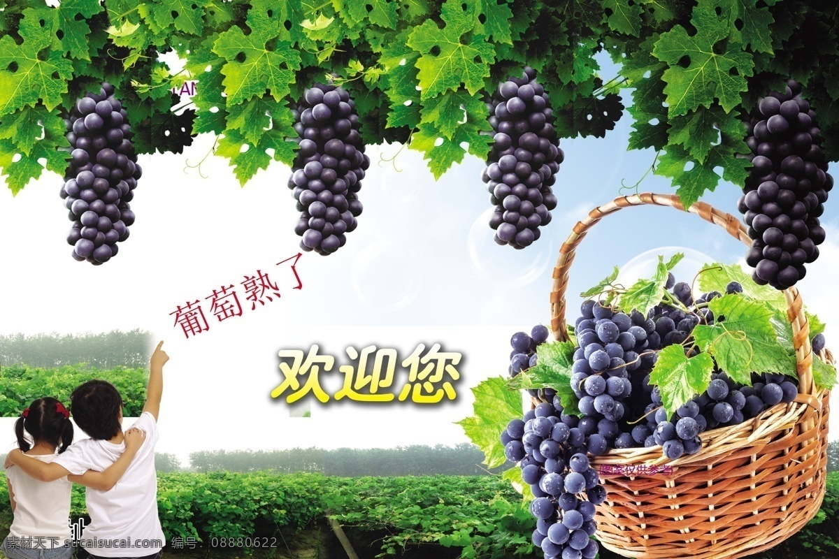 葡萄熟了 葡萄采摘 小孩子 篮子 葡萄园 广告 分层