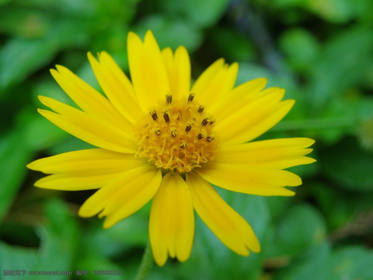 野菊花