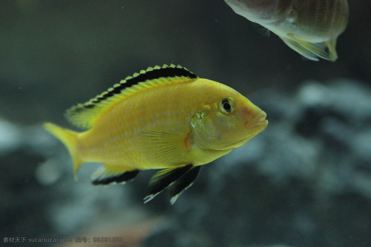 王子免费下载 非洲 生物 生物世界 王子 鱼类 三湖 马湖 慈鲷