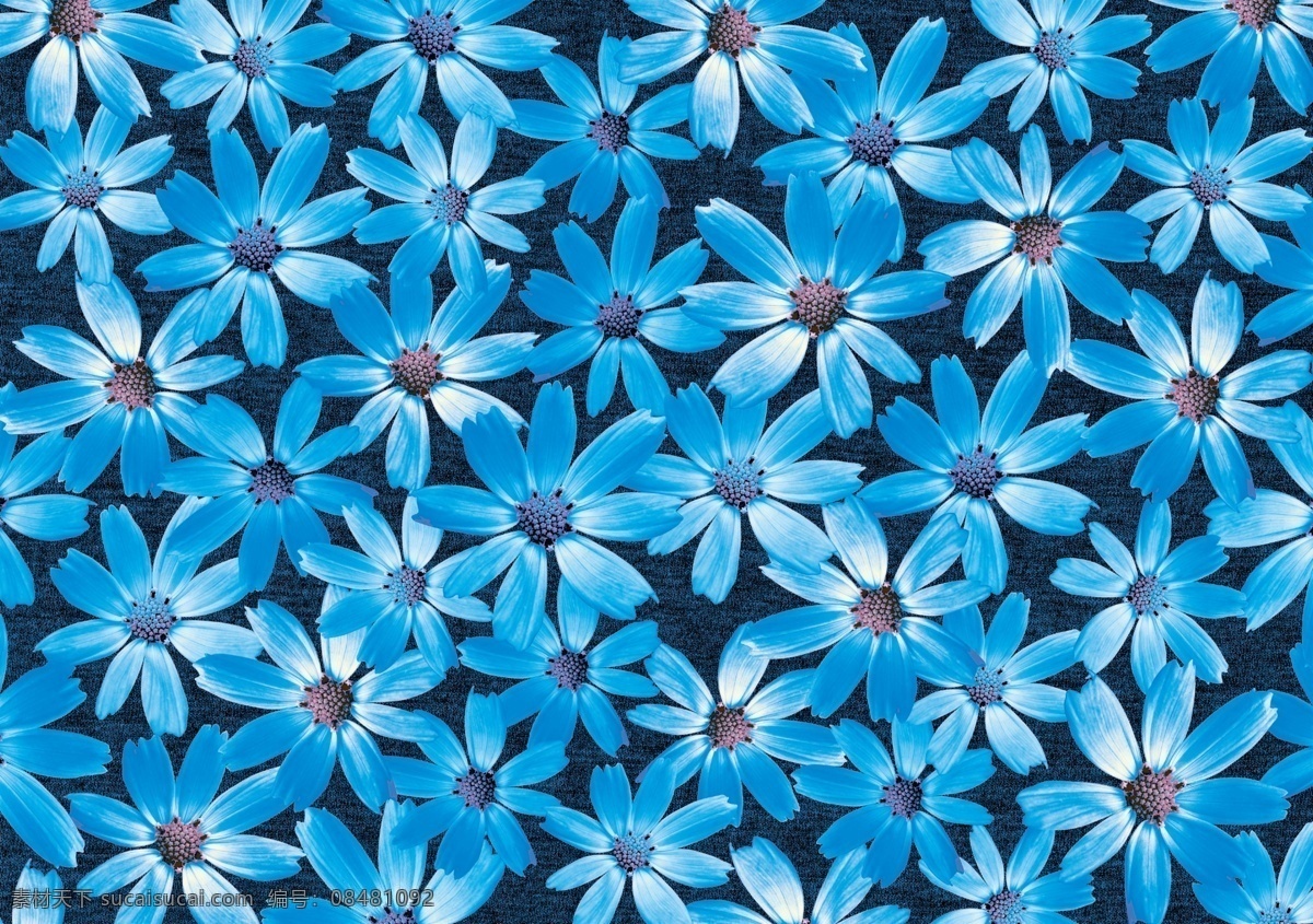 菊花挂图 菊花展板 菊花海报 菊花包装 菊花工艺 菊花美食 菊花模板 菊花广告 菊花人物 菊花画册 菊花挂画 菊花小吃 菊花历史 菊花插画 菊花制作 菊花杂志 菊花设计 菊花传单 菊花开业 菊花特色 菊花促销 菊花素材 鲜花 花名 花店 植物 活动海报 展板模板 海报 传单 鲜花素材 分层