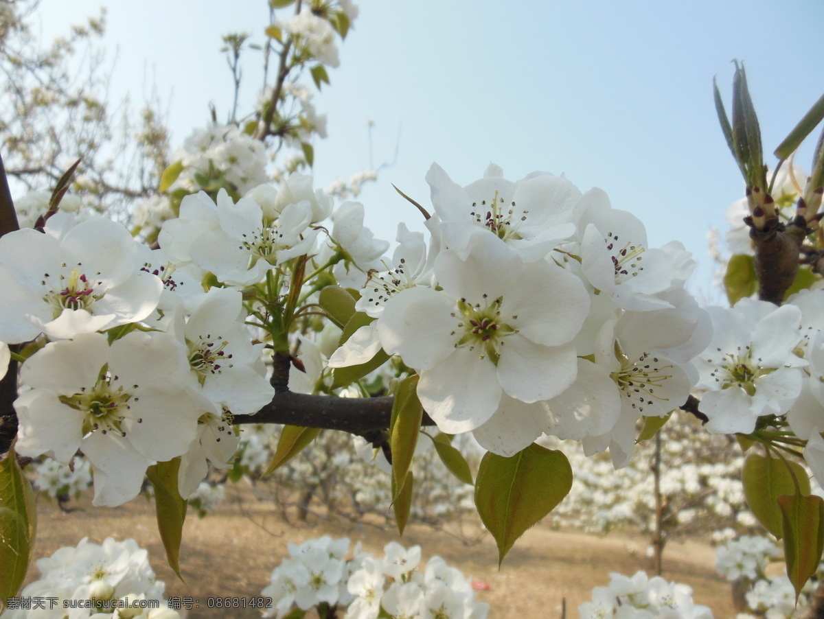 梨花 白色花 春天 高清图 花瓣 花草 花蕊 蓝天 梨树 生物世界 psd源文件