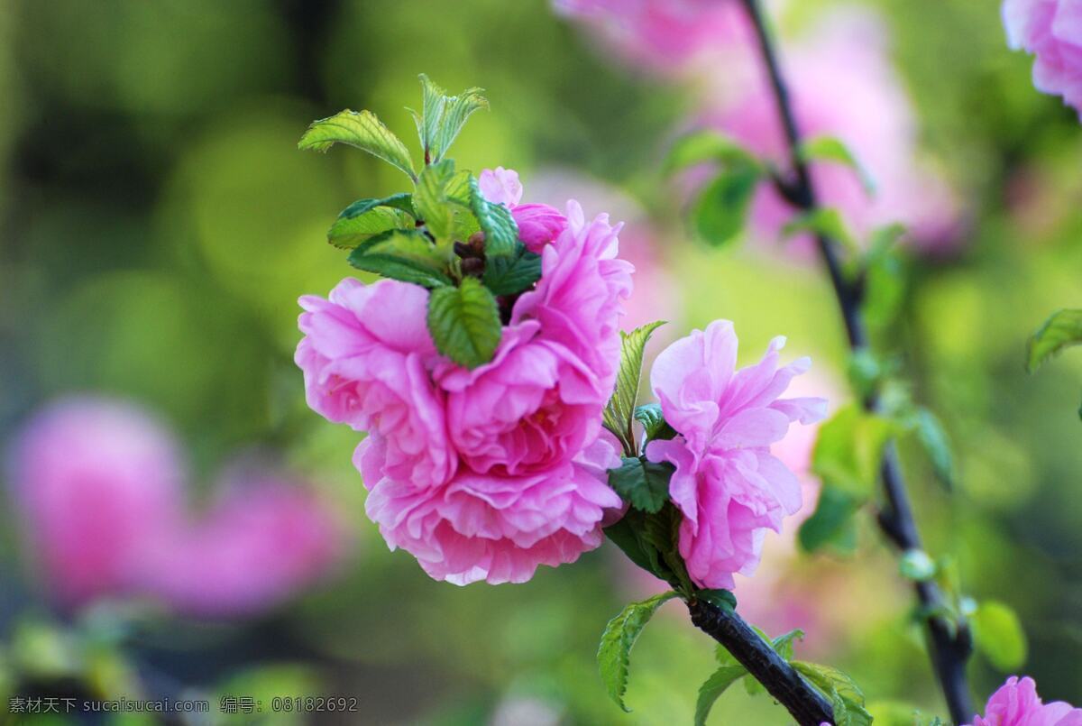 玉渊潭樱花 玉渊潭 樱花 樱花图片 绿色