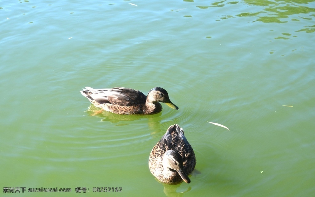 两只鸭子 水鸭子 鸭子 湖面鸭子 灰色鸭子 湖泊 生物世界 家禽家畜