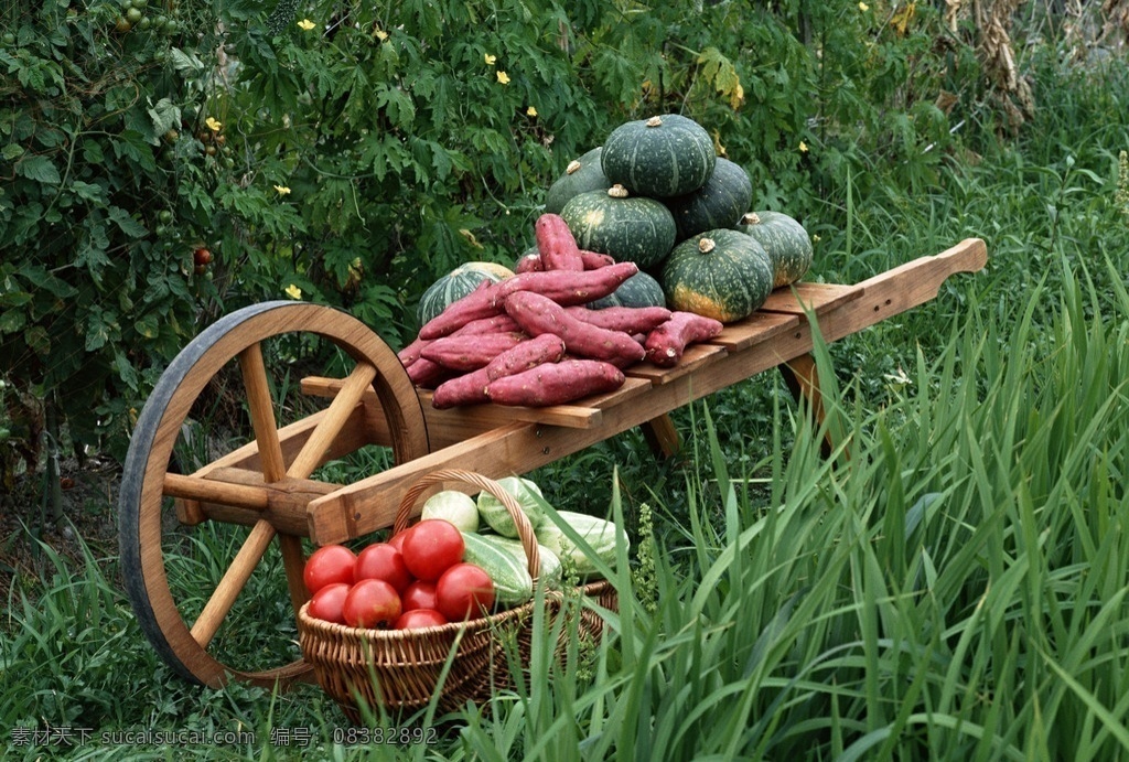 丰收的蔬菜 西红柿 南瓜 豆角 茄子 青椒 玉米 蔬菜 有机蔬菜 绿色蔬菜 农产品 农作物 食物 食材 菜篮子 蔬菜摄影 生物世界