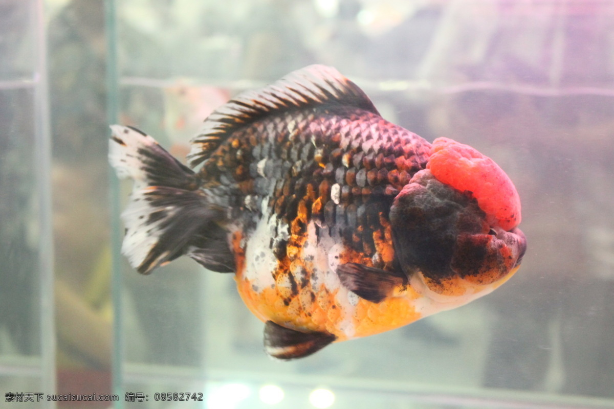 红头 麒麟 短 尾 狮头 焱拂梓攵涛彩 生物世界