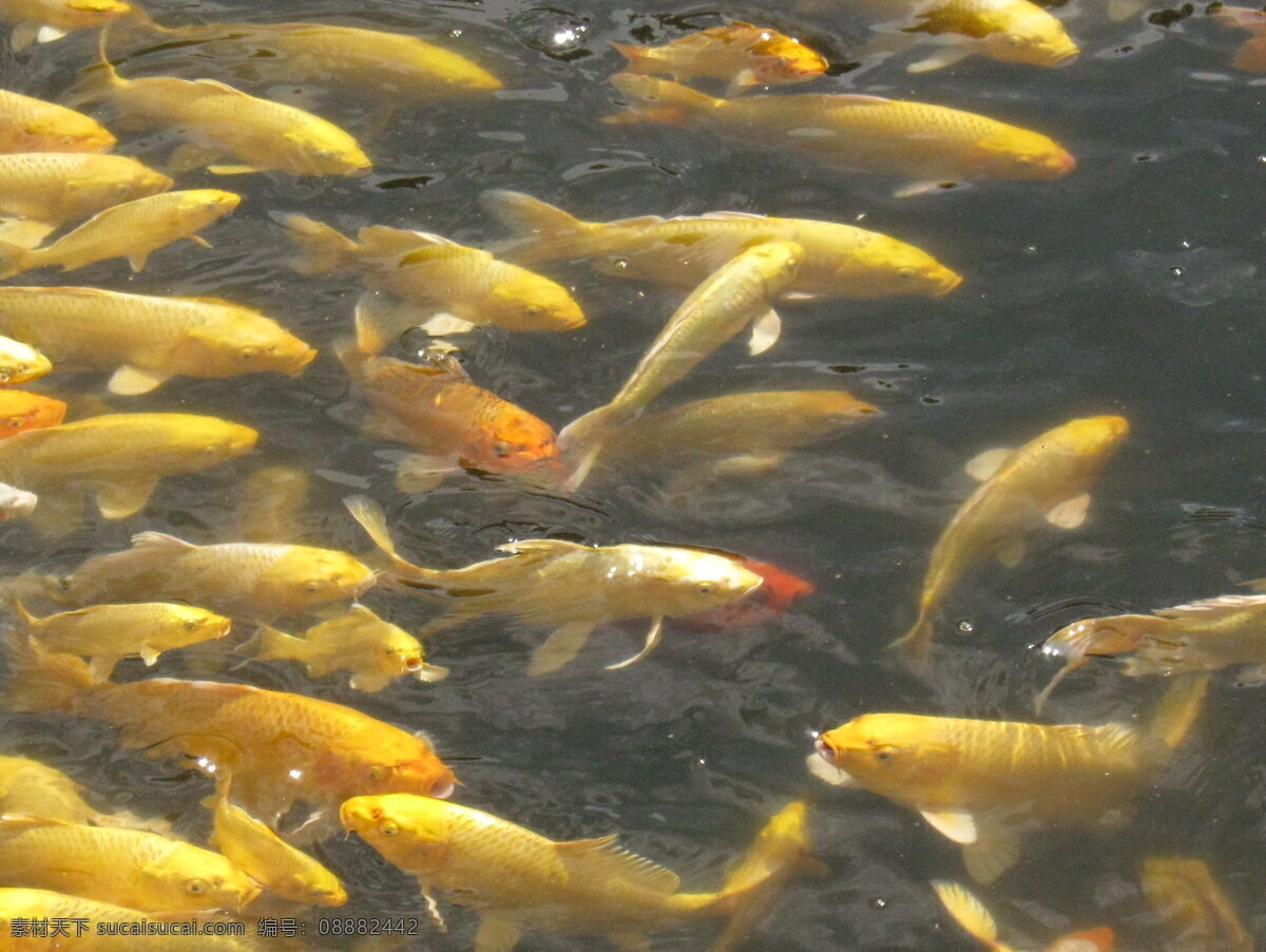 锦鲤 波光 池塘 金色 鲤鱼 生物世界 世博园 水波 鱼群 鱼类