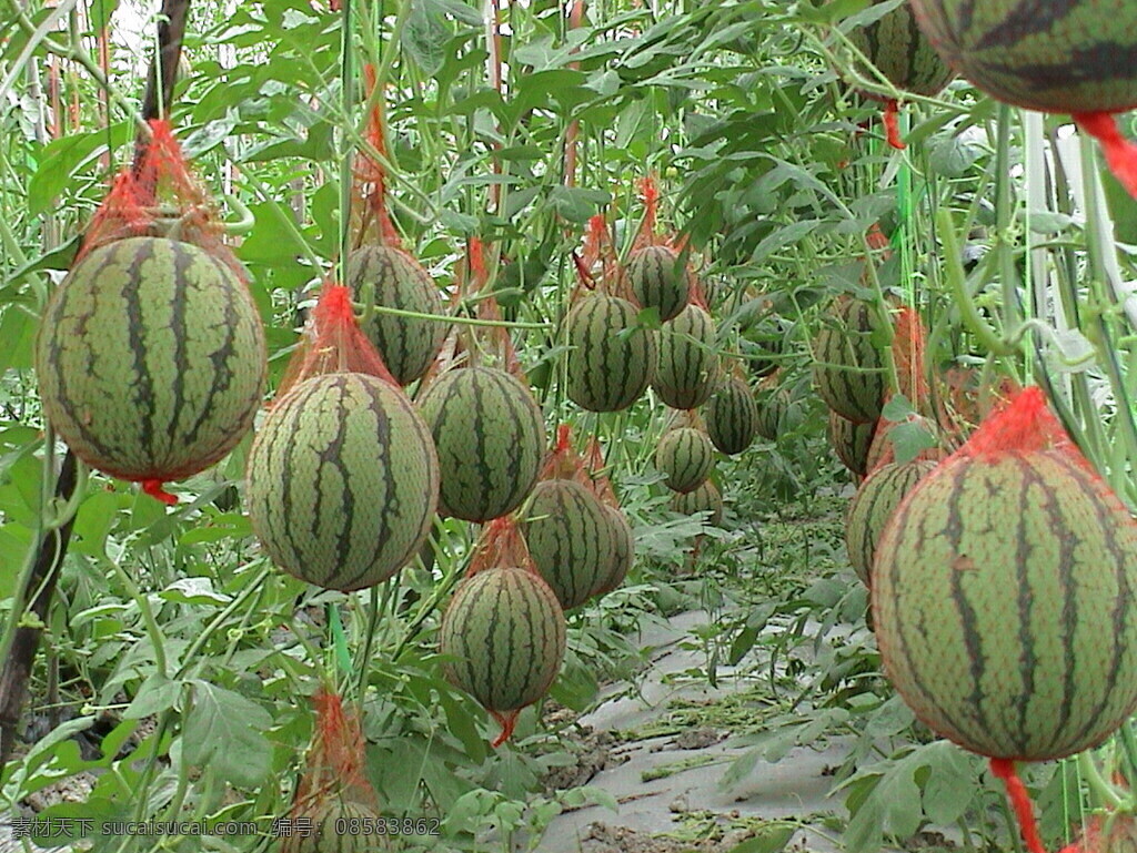 西瓜 丰收 果实 农业 生物世界 水果 硕果累累 有机食品 矢量图 日常生活