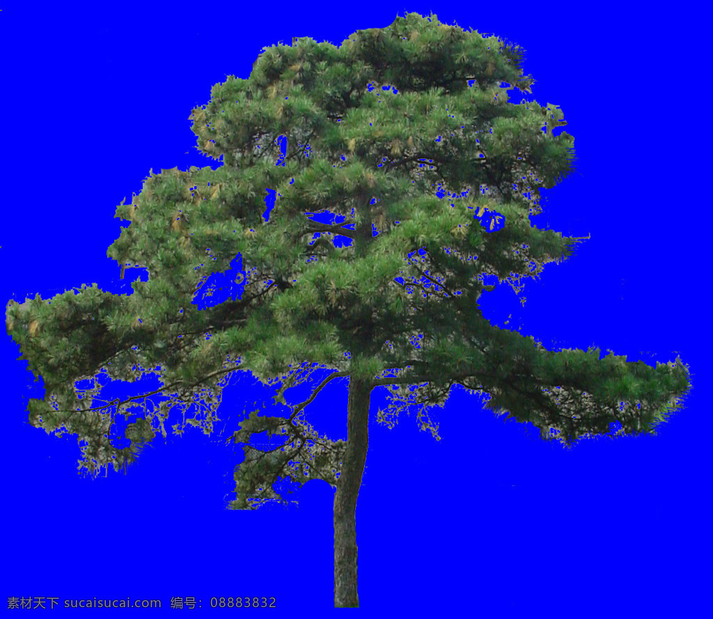 针叶树 植物 配景素材 园林植物 园林 建筑装饰 设计素材 蓝色