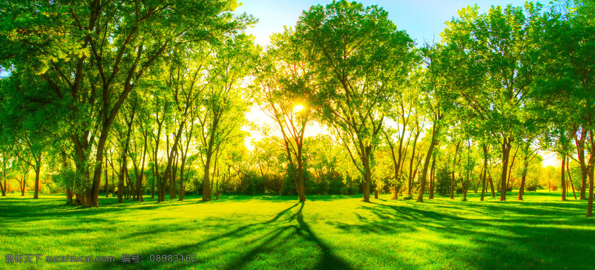 阳光森林 阳光 光阳森林 大自然 阳光树林 阳光穿透 唯美 穿透 树林 森林 草地 小路 公园 树木 光线照射 自然景观 自然风景