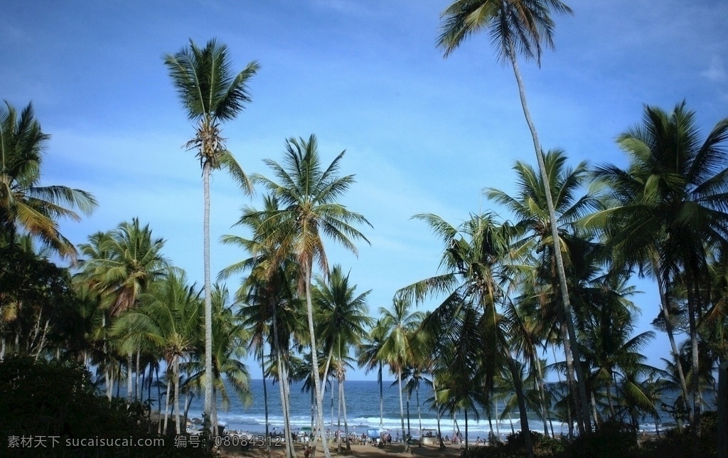 椰树林 椰树 椰子树 热带植物 生物世界 树木树叶