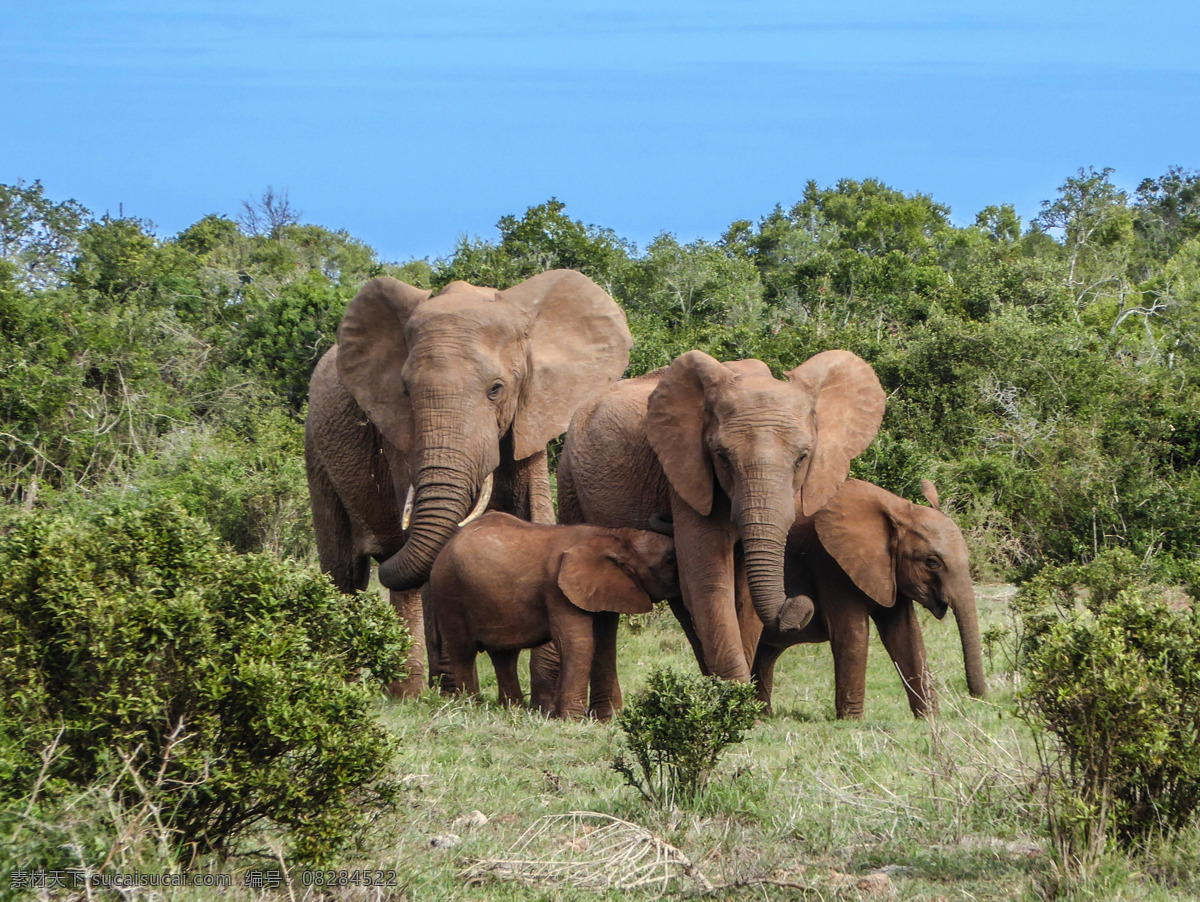 大象 非洲象 野象 食草动物 草原动物 保护动物 野生动物 生物世界