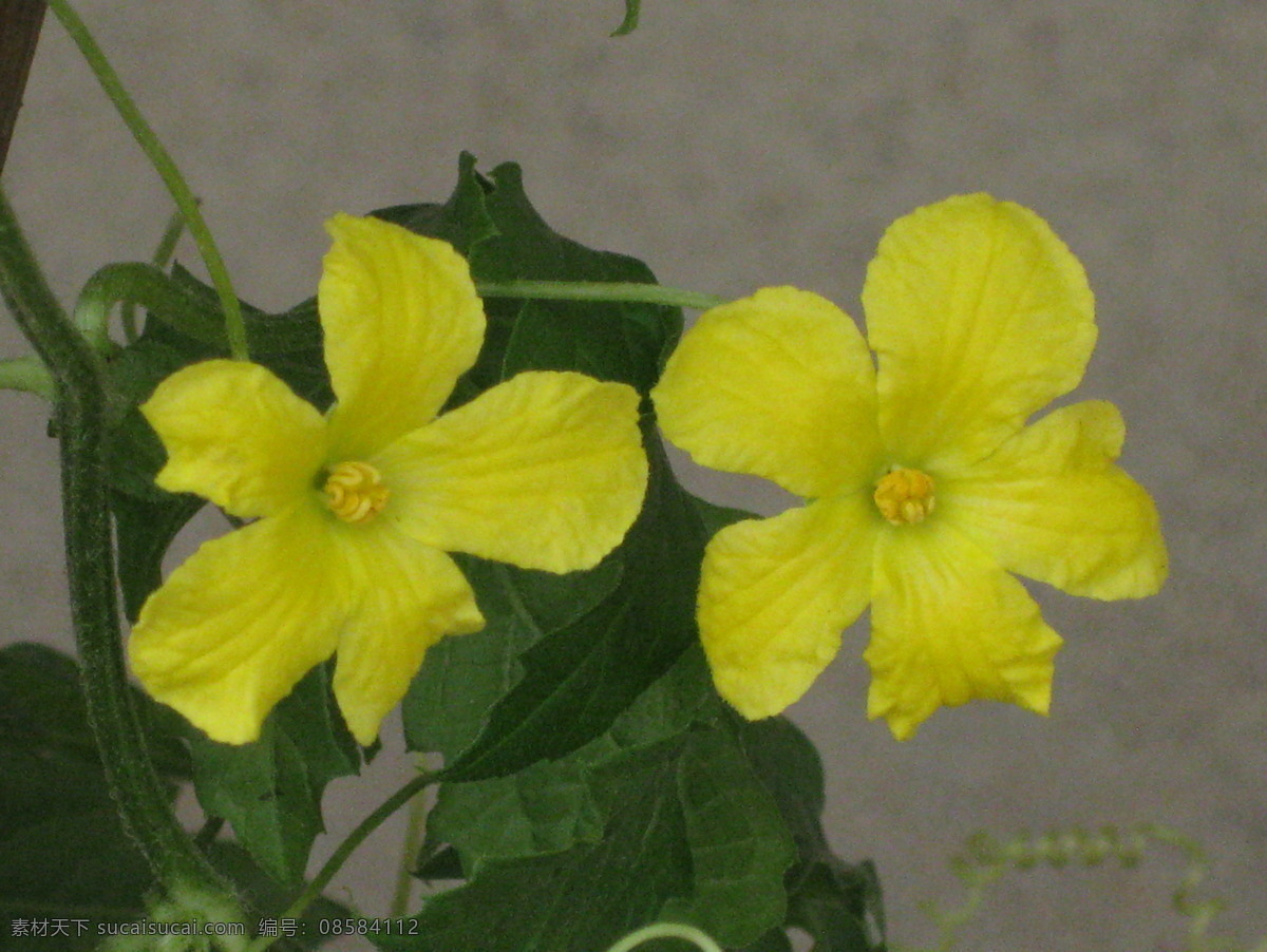 两 朵 黄花 黄色的花 漂亮 两朵花 生物世界