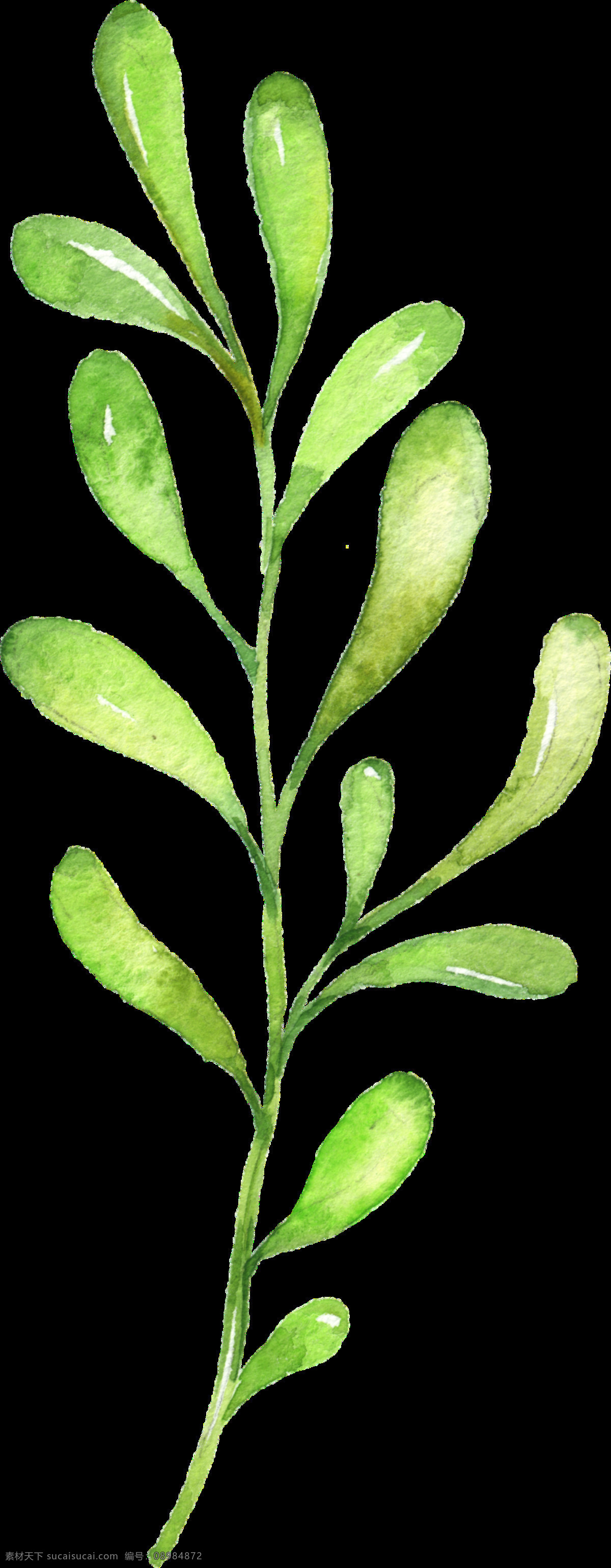 手绘 亭亭玉立 叶枝 透明 绿油油 挺拔 植物 叶子 姿态优美 透明素材 免扣素材 装饰图片