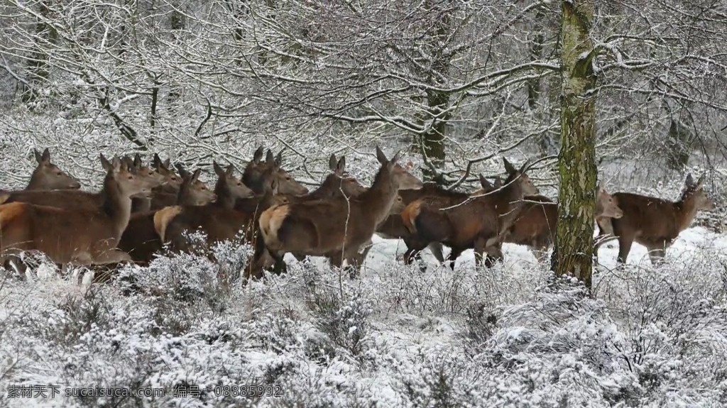 冬季 雪景 风景 动物 鹿 视频 视频背景 实拍视频 视频素材 视频模版 鹿视频