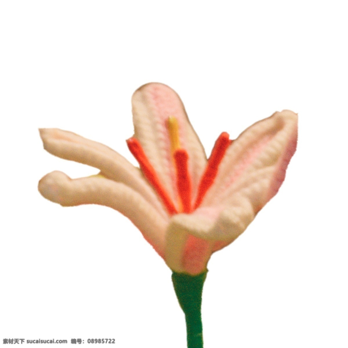 盛开 白色 鲜花 盛开的鲜花 春天鲜花 鲜花花蕊 美丽花朵 卡通插图 创意卡通下载 插图 png图下载