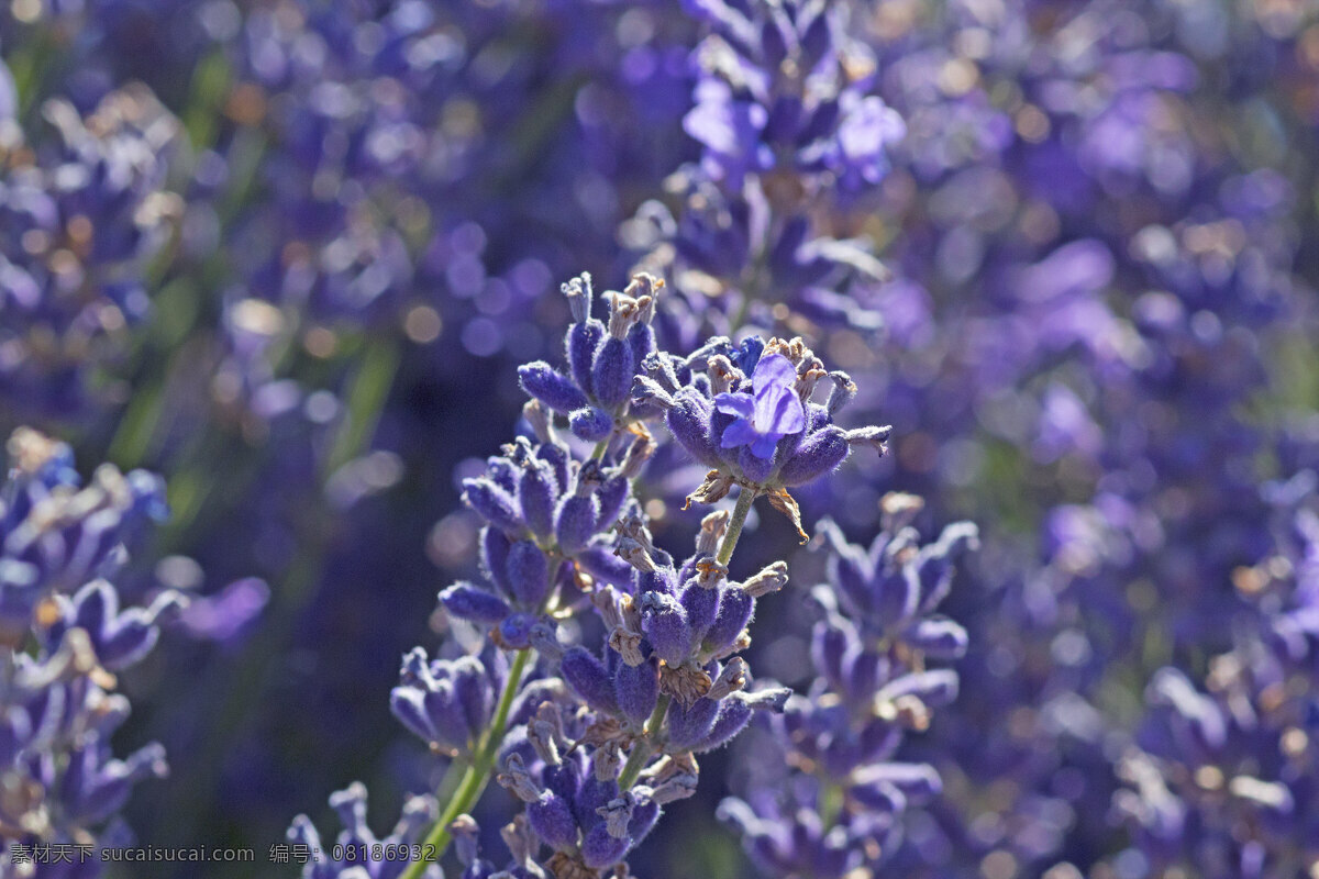 薰衣草特写 灰色