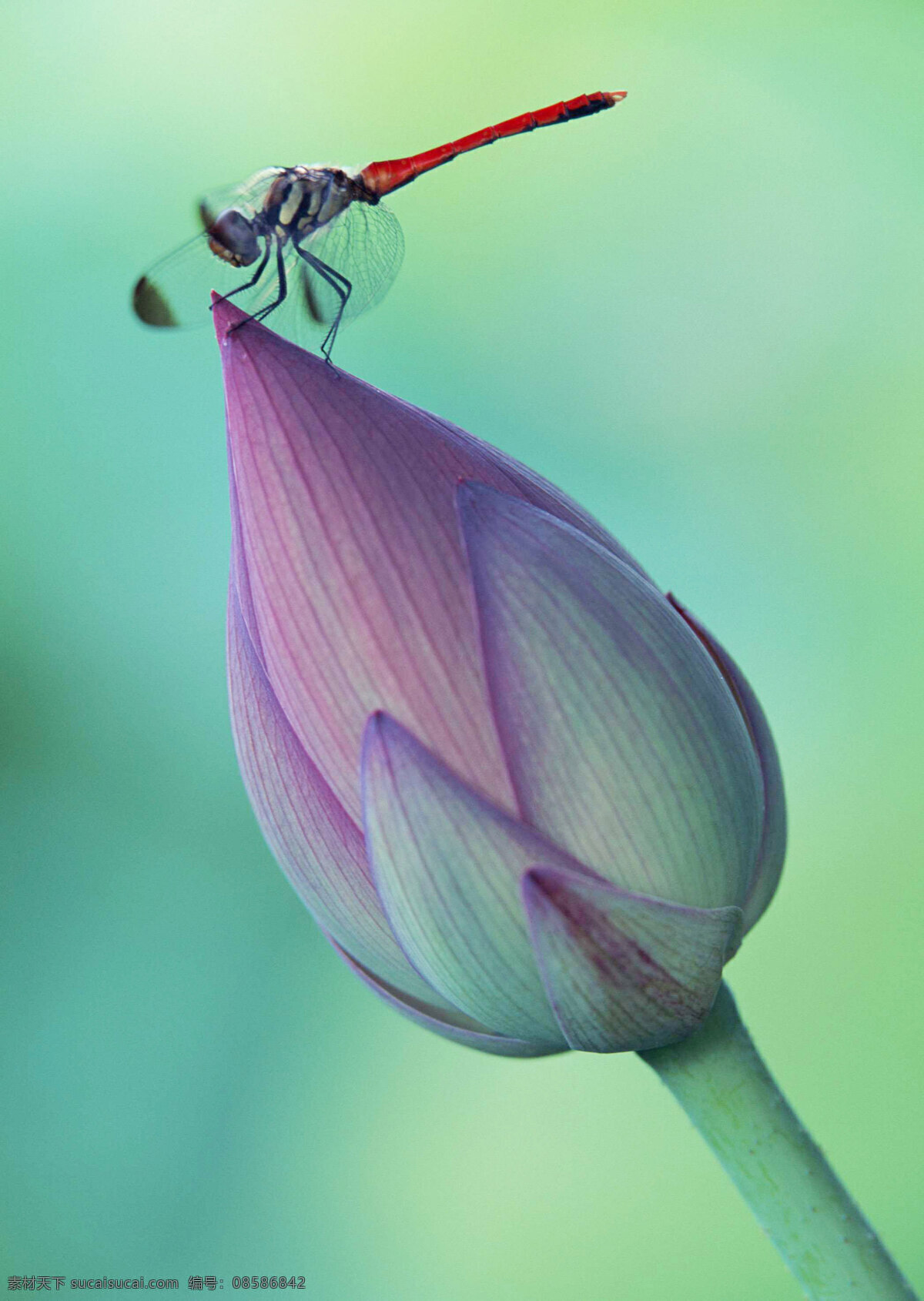 高清昆虫 生物 昆虫 摄影图 生物世界 青色 天蓝色