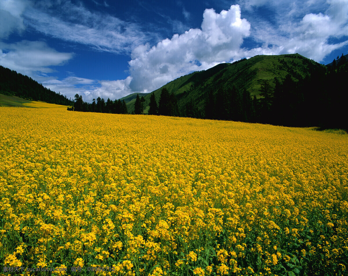 蓝天 下 油菜花 黄色的油菜花 蓝天的风景 高山 山地 森林 森林高山 高山森林 风景 蓝天白云 蓝天风景 白云 白云蓝天 蓝天白云风景 风景图 大图 图 枫叶林 枫叶 蓝天下的景色 素材图片 图片的素材 素材的图片 自然景观 自然风景