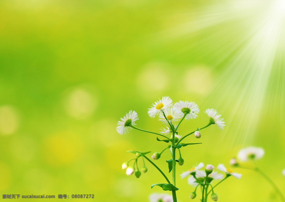 菊花 白菊花 绿色植物 花朵 花蕾 绿色背景