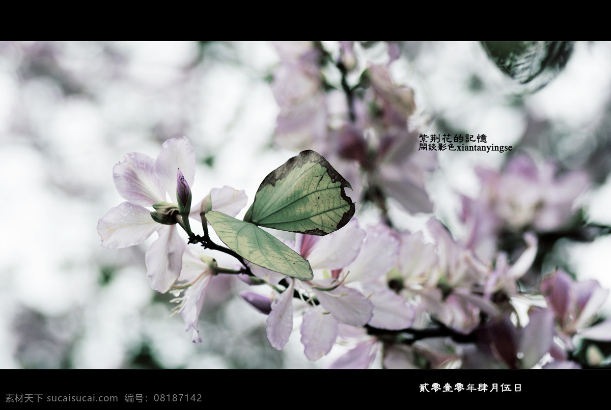 紫荆花 原创 图 摄影图 黑色