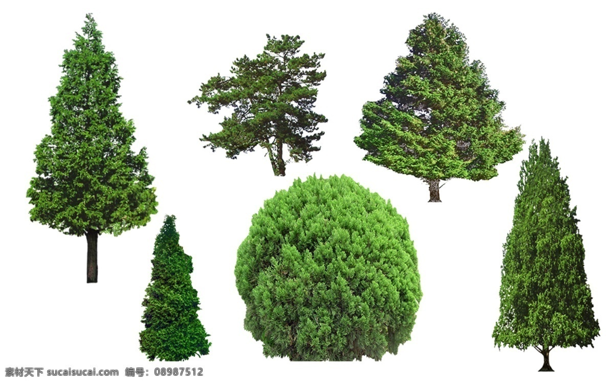 香柏 千头柏 侧柏景观素材 侧柏 景观素材图片