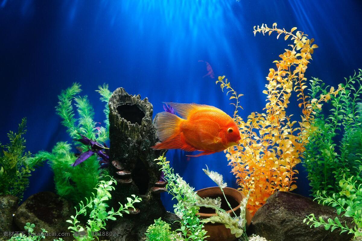 海底世界 海底 珊瑚 海龟 热带鱼 咸水鱼 海洋生物 海洋景观 鲸鱼 鲨鱼 乌龟 鲤鱼 钓鱼 金鱼 锦鲤 大海 海鱼 海洋馆 海洋世界 海洋 海底总动员 海豚 海底背景 海洋背景 水族馆 水族世界 深海鱼宫 水下世界 海底鱼 海洋鱼 海底生物 鱿鱼 鱼群 虾 水母 海马 河鱼 观赏鱼 生物世界 其他生物