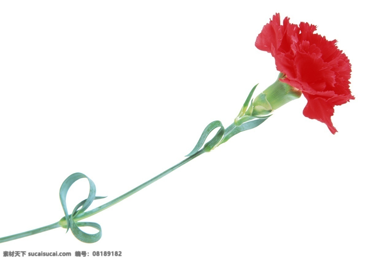 康乃馨 分层 花朵 母亲节 鲜花 源文件库 模板下载 节日素材 母亲父亲节