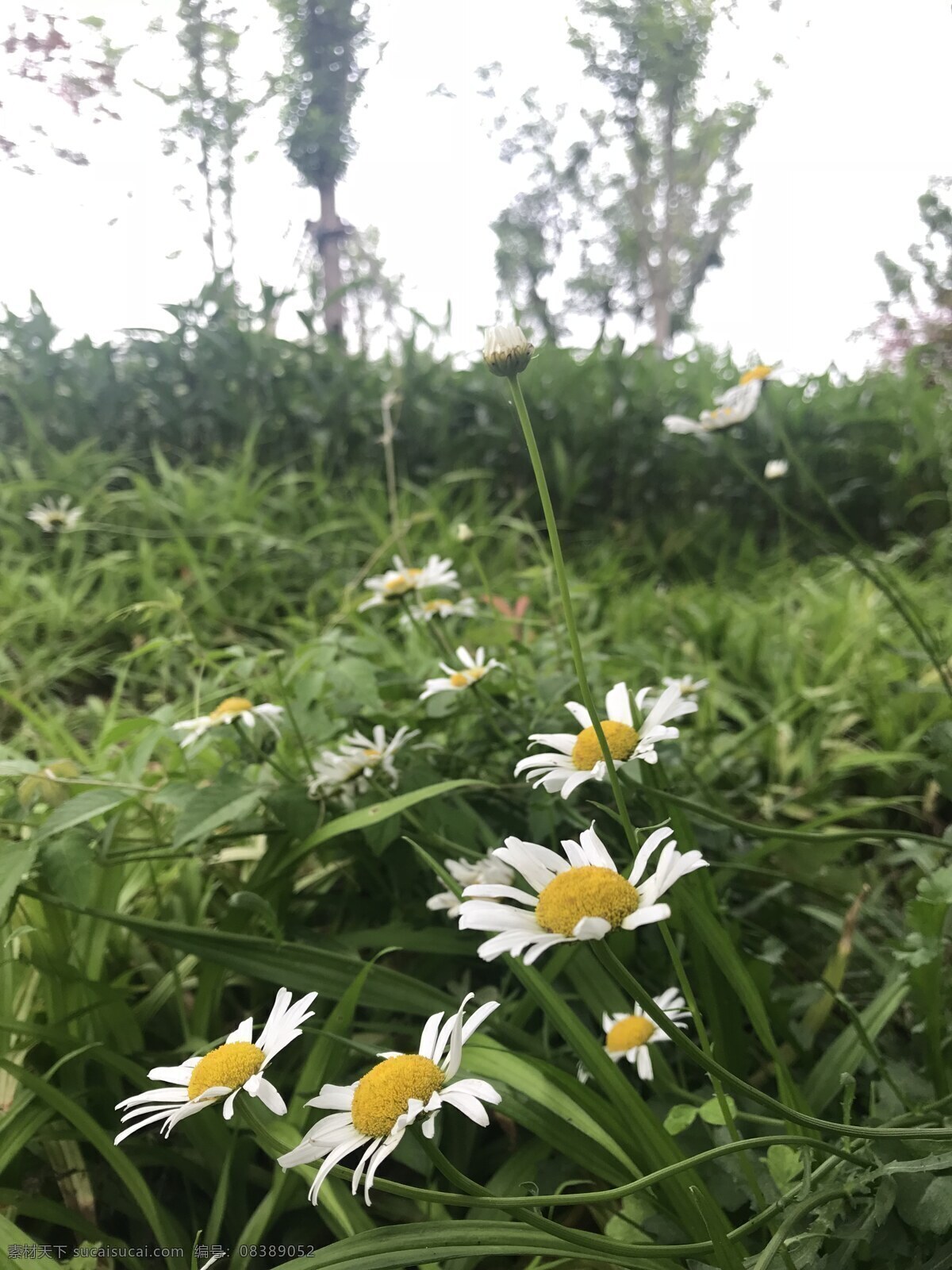 菊花 一片菊花 黄白菊花 黄心菊花 大滨菊 植物花草 生物世界 花草