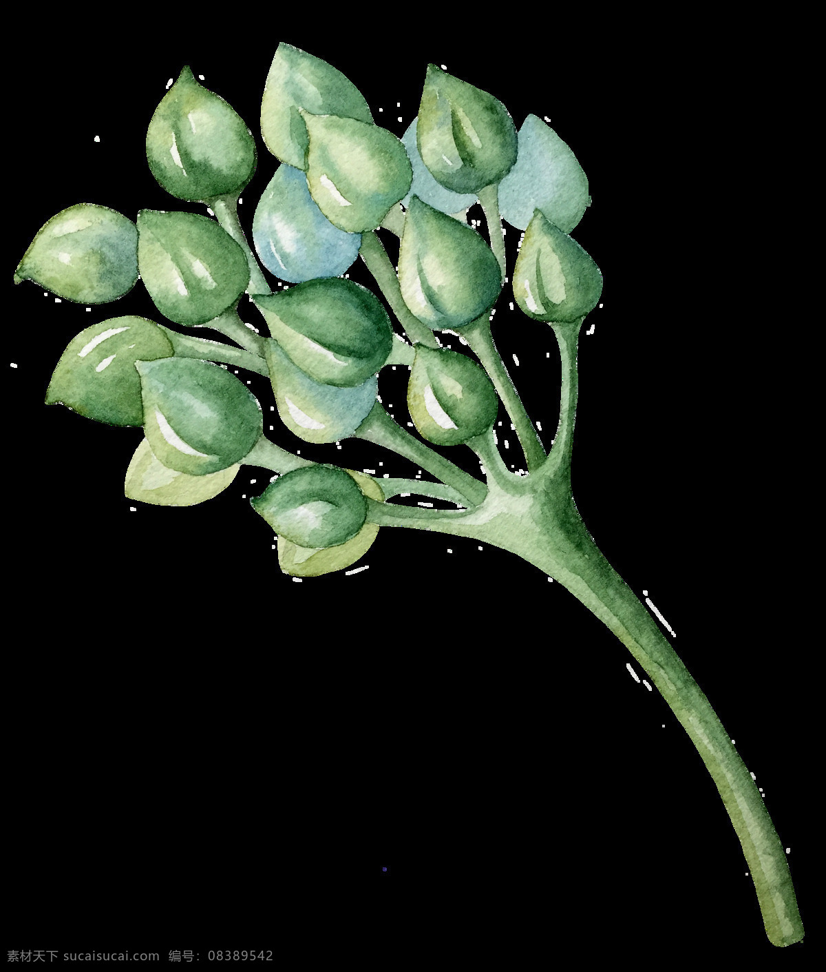 含苞待放 果实 卡通 透明 绿色 植物 抠图专用 装饰 设计素材