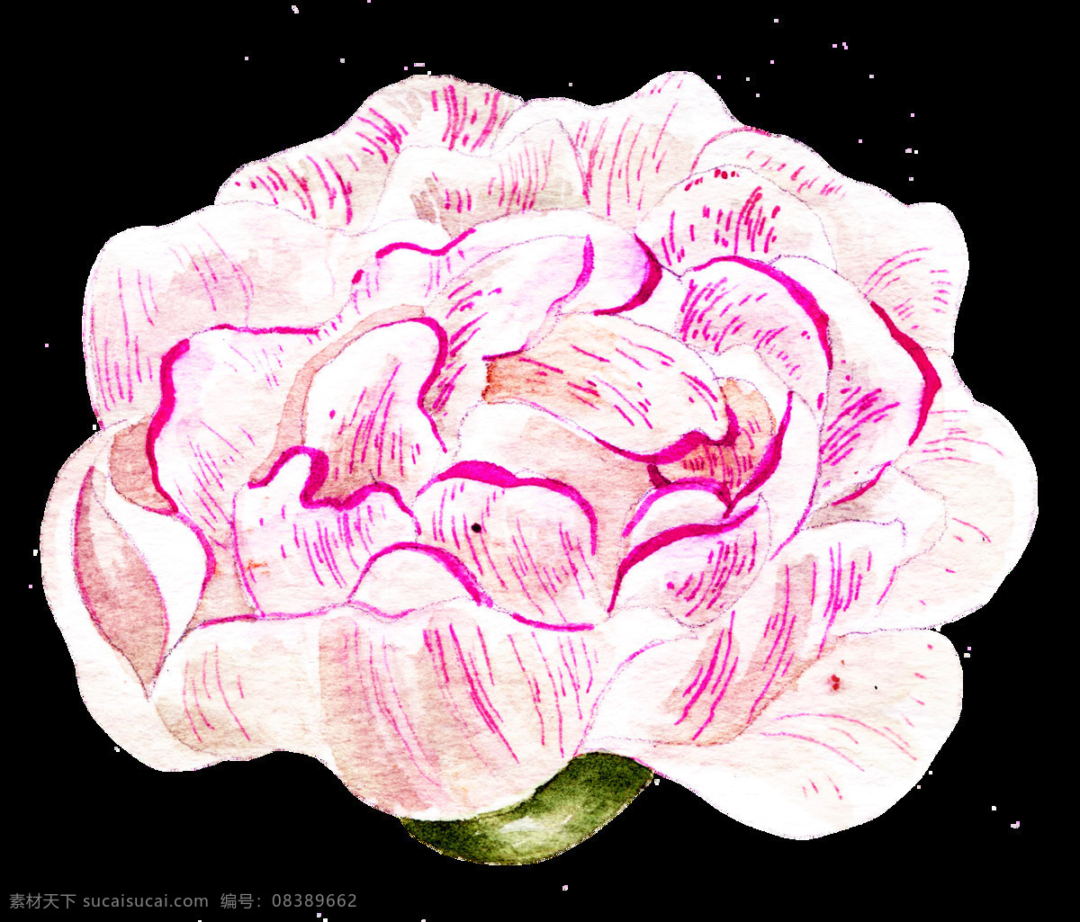 朵 康乃馨 透明 淡紫色 花卉 浪漫 免扣素材 母亲节 水彩 透明素材 唯美 装饰图案