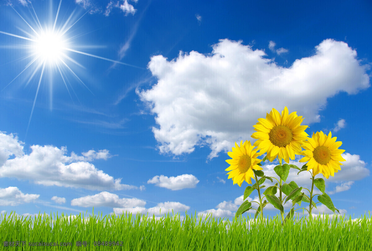 蓝天 白云 向日葵 天空 太阳 绿草 向日葵素材 夏天风景 自然风景 高清图片 蓝天白云 风景图片