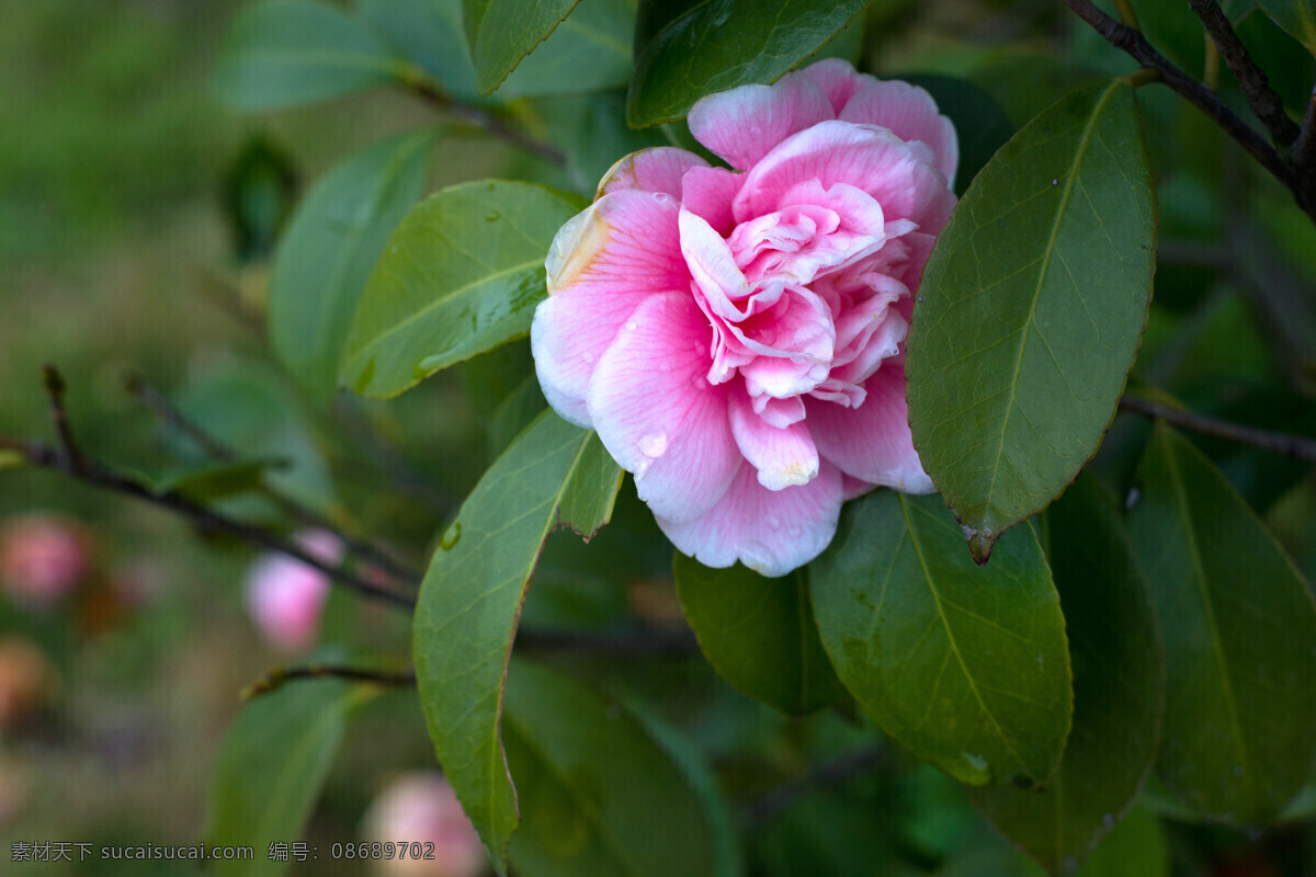 茶花 茶树 茶叶 春天 花草 花朵 绿色 绿意 白里透红 生物世界 psd源文件