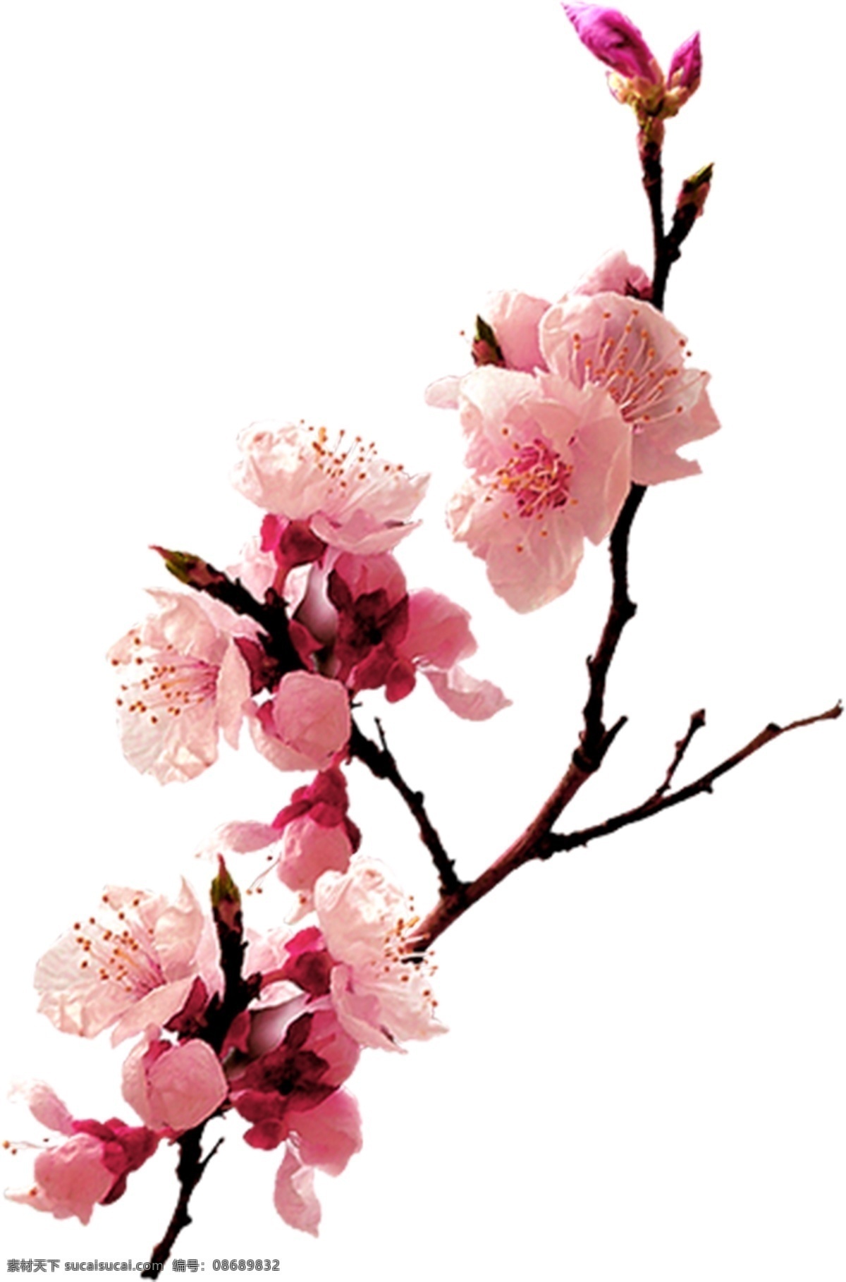 梅花素材 梅花背景 梅花设计素材 桃花 桃花素材 桃花设计素材 素材类 自然景观 自然风光
