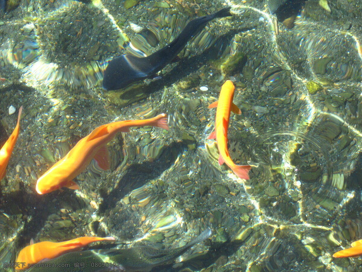 鱼 水中 游 湖水 黄色 三文鱼 生物世界 阳光 鱼类 鱼在水中游