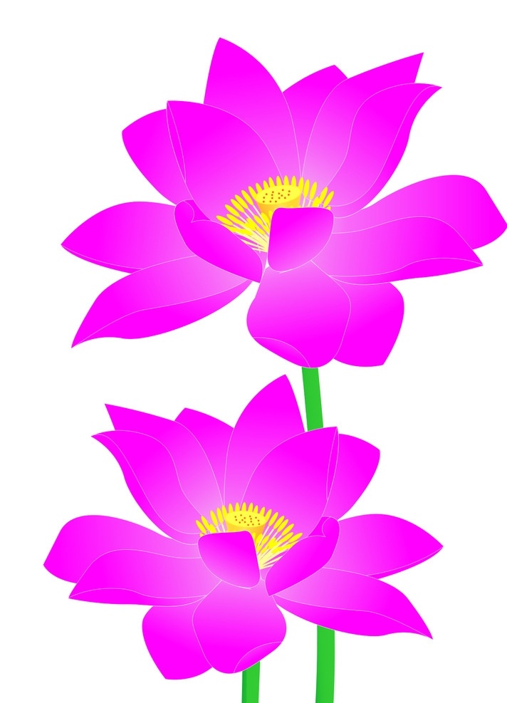 荷花 莲花 荷花矢量图 莲花矢量图 红莲 红莲矢量图 水芙蓉 玉环 六月春 中国莲 六月花神 藕花 灵草 玉芝 水芝 青莲 莲 菡萏 矢量图 荷花素材 荷花简图 荷花莲花